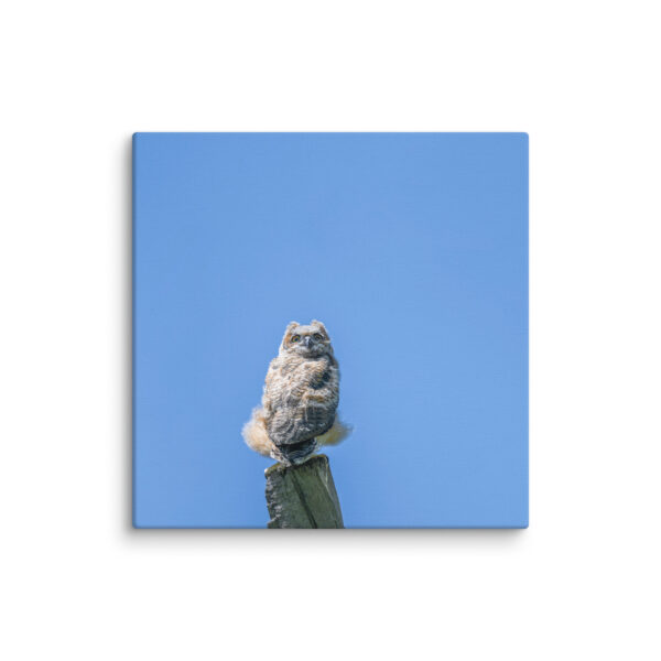 Baby Great horned owl! Canvas - Image 2