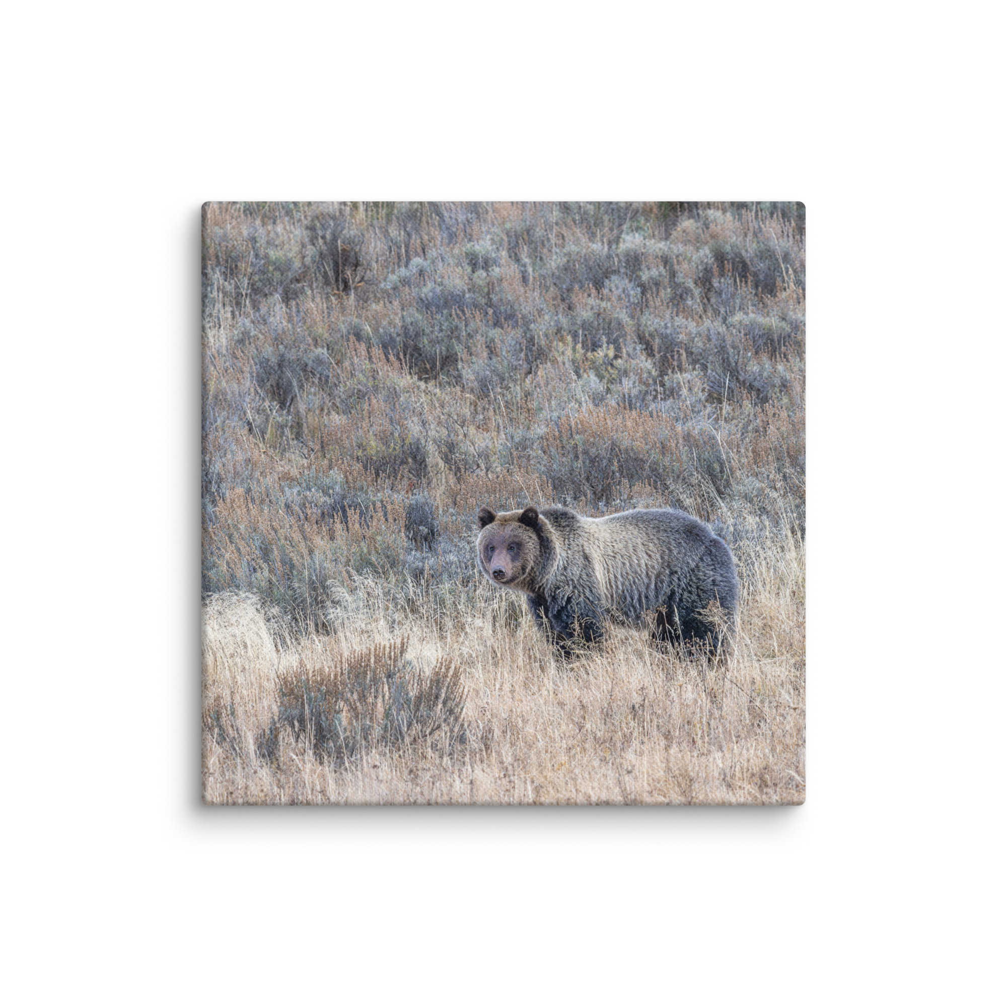 Grizzly bear! Canvas - Image 2