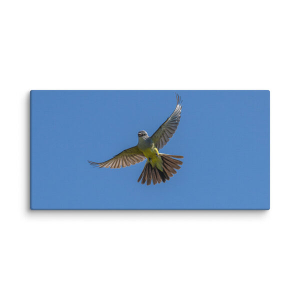 Western Kingbird Hovering Blue Sky! Canvas - Image 3