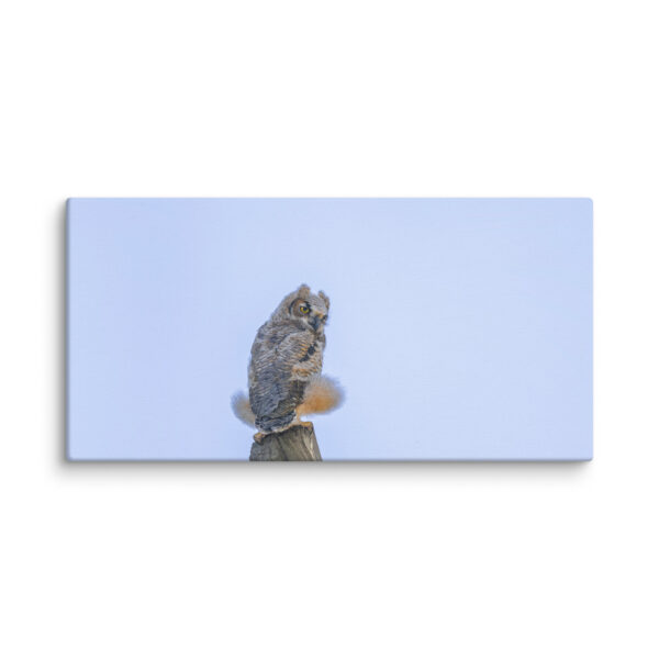 Baby Great Horned Owl! Canvas - Image 3