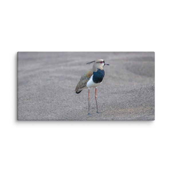 Southern lapwing! Canvas - Image 3