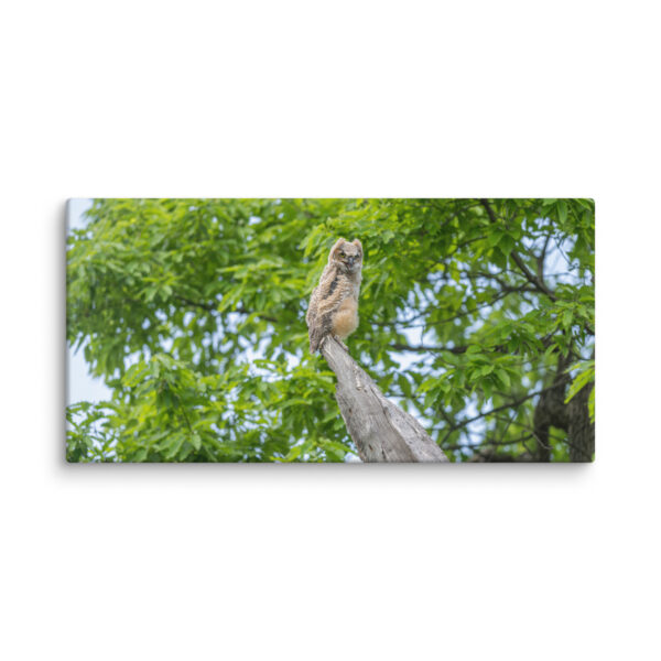 Baby Great horned owl! Canvas - Image 3