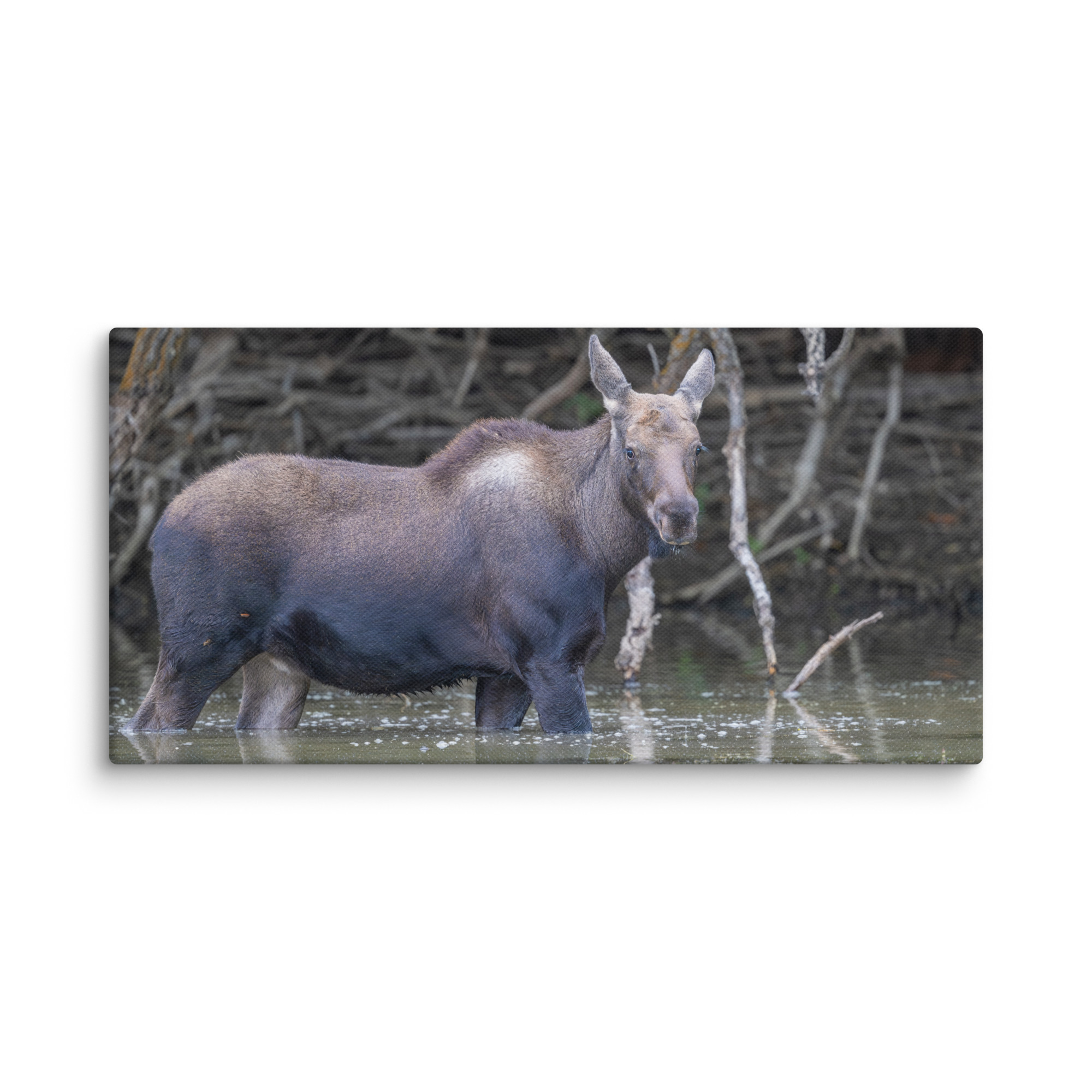 Baby Moose! Canvas - Image 2