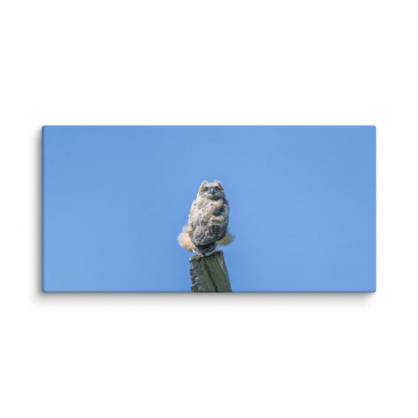 Baby Great horned owl! Canvas - Image 3