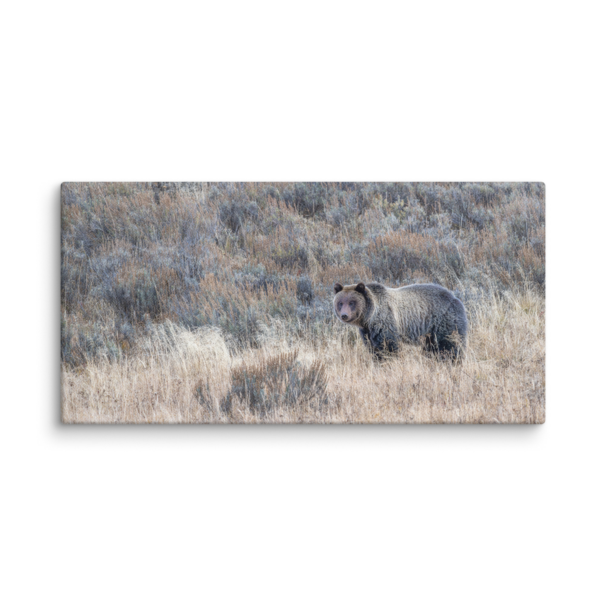 Grizzly bear! Canvas - Image 3