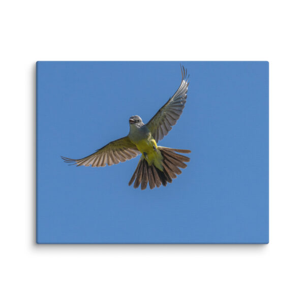 Western Kingbird Hovering Blue Sky! Canvas - Image 4