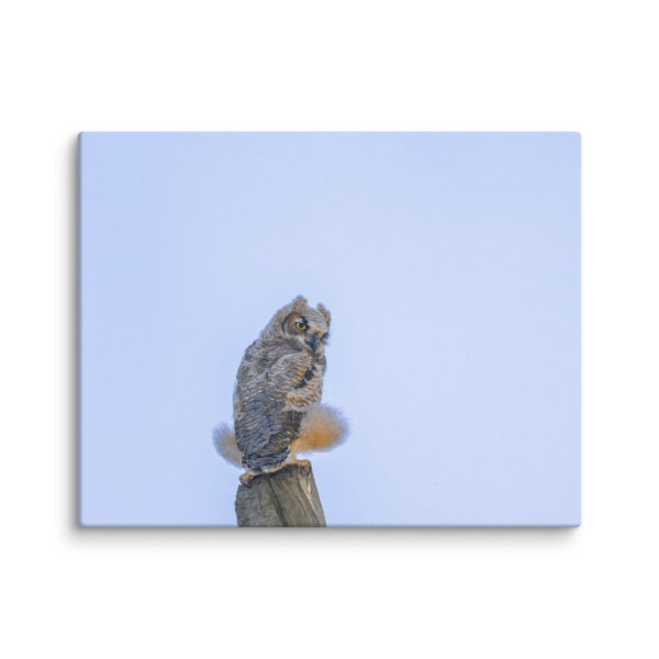 Baby Great Horned Owl! Canvas - Image 4