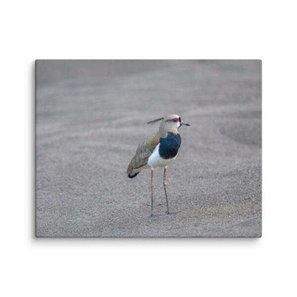 Southern lapwing! Canvas - Image 4