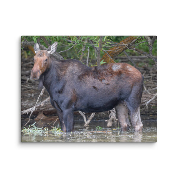 Portrait of a Mama Moose! Canvas - Image 2