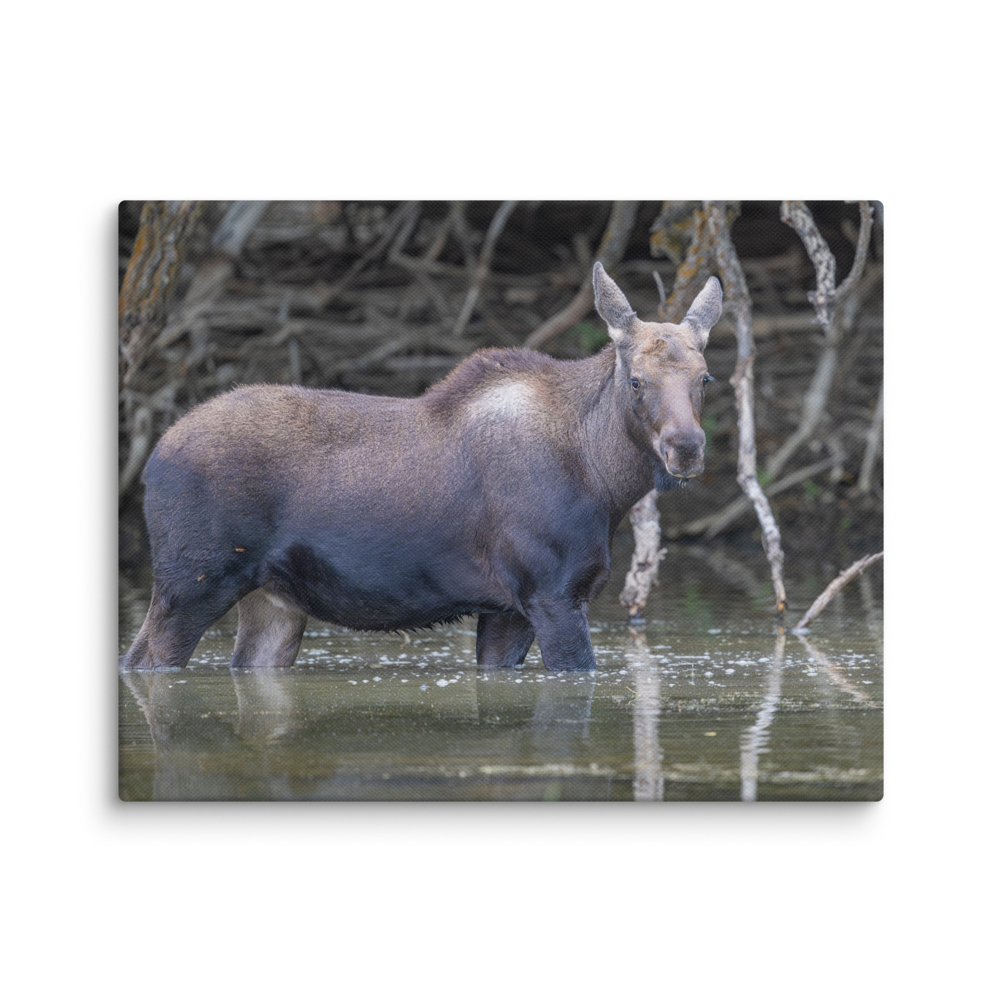 Baby Moose! Canvas - Image 3
