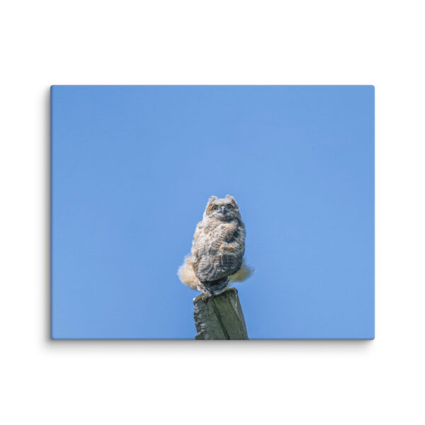 Baby Great horned owl! Canvas - Image 4