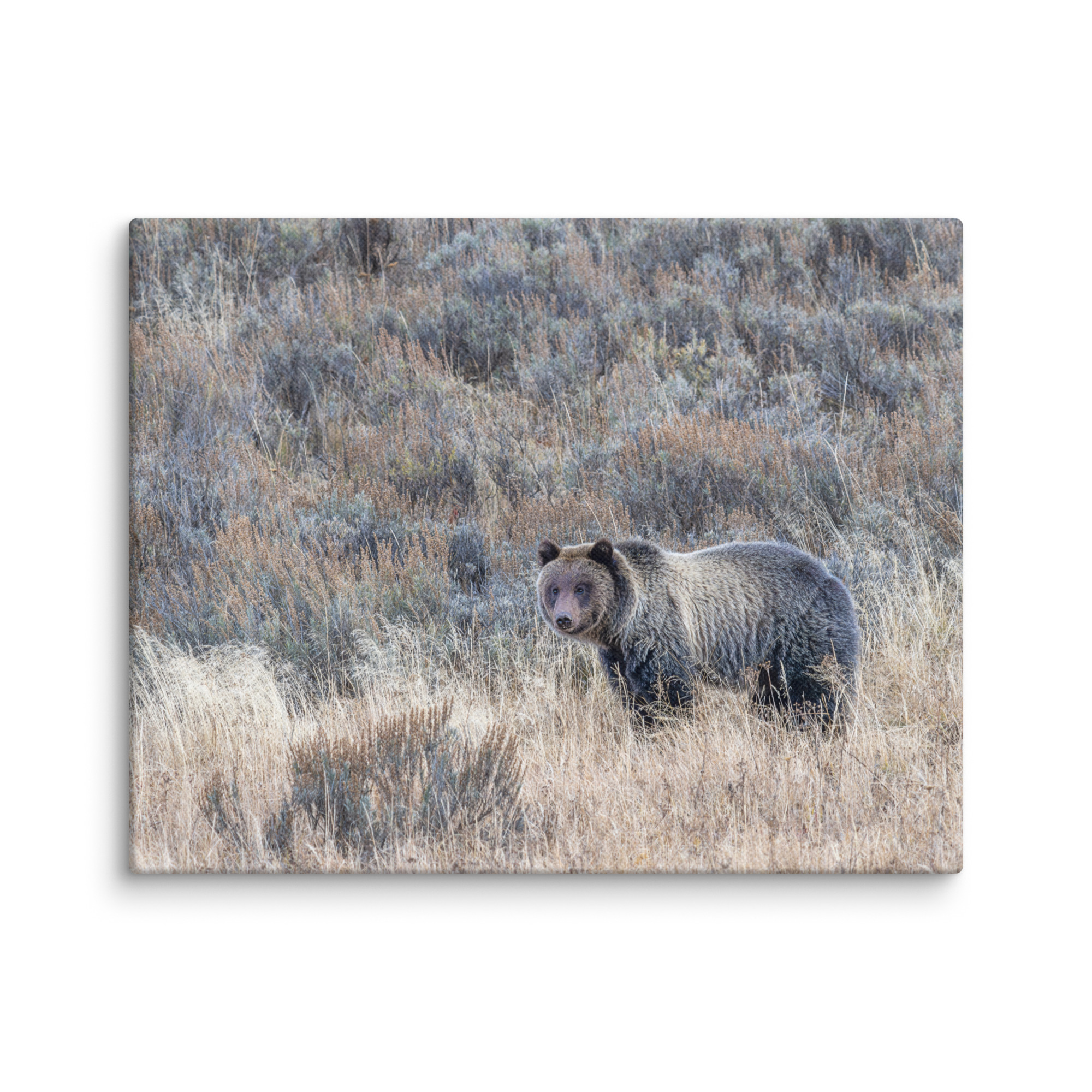 Grizzly bear! Canvas - Image 4