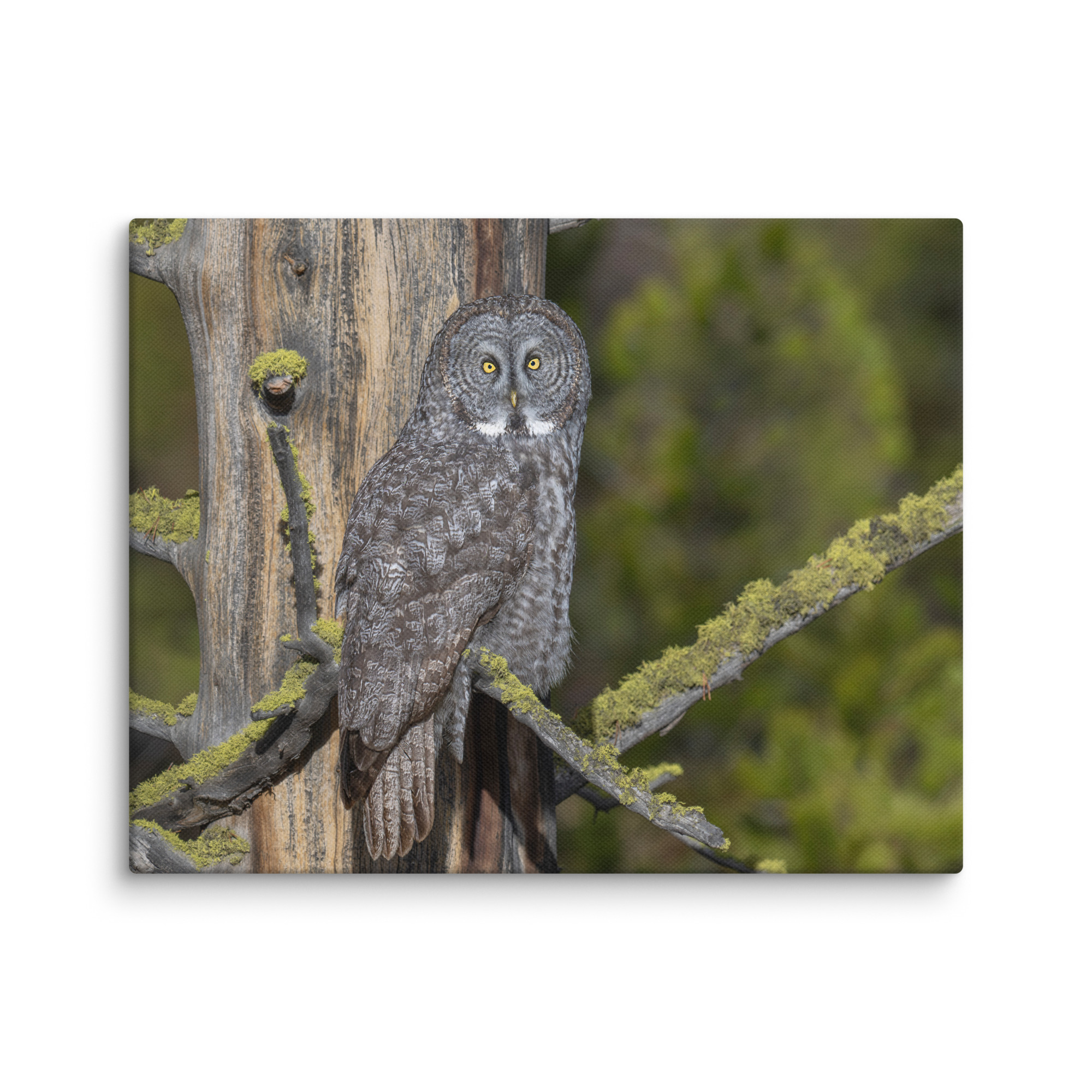 Great Grey Owl Basking in the Sun! Canvas - Image 2