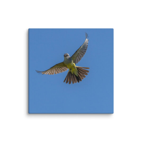 Western Kingbird Hovering Blue Sky! Canvas - Image 25
