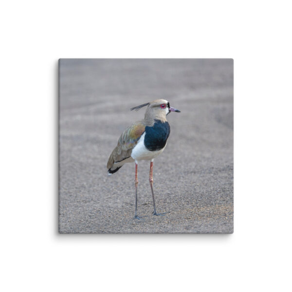 Southern lapwing! Canvas - Image 25