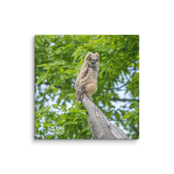 Baby Great horned owl! Canvas - Image 24