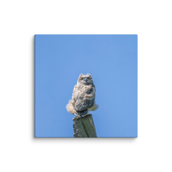 Baby Great horned owl! Canvas - Image 24