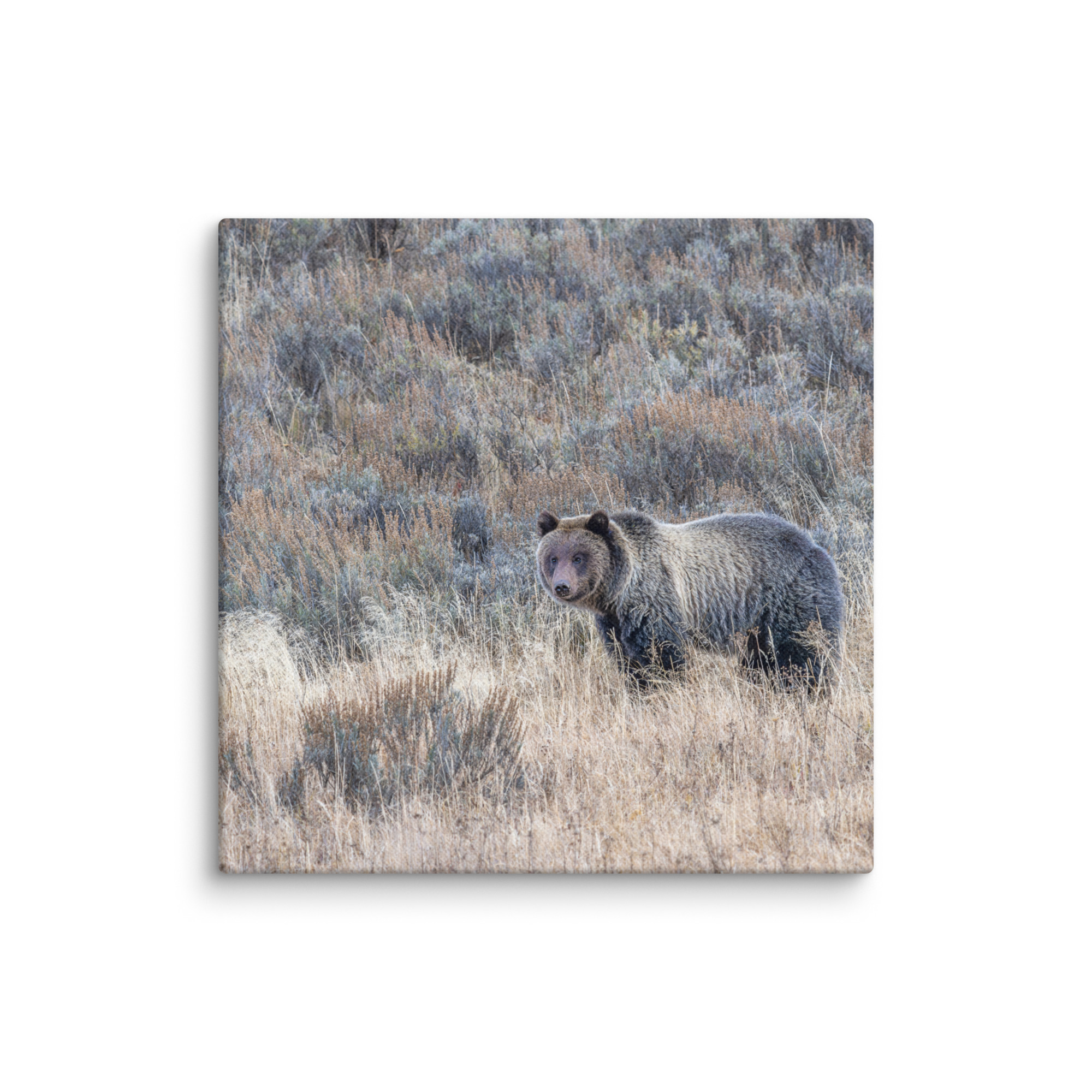Grizzly bear! Canvas - Image 24
