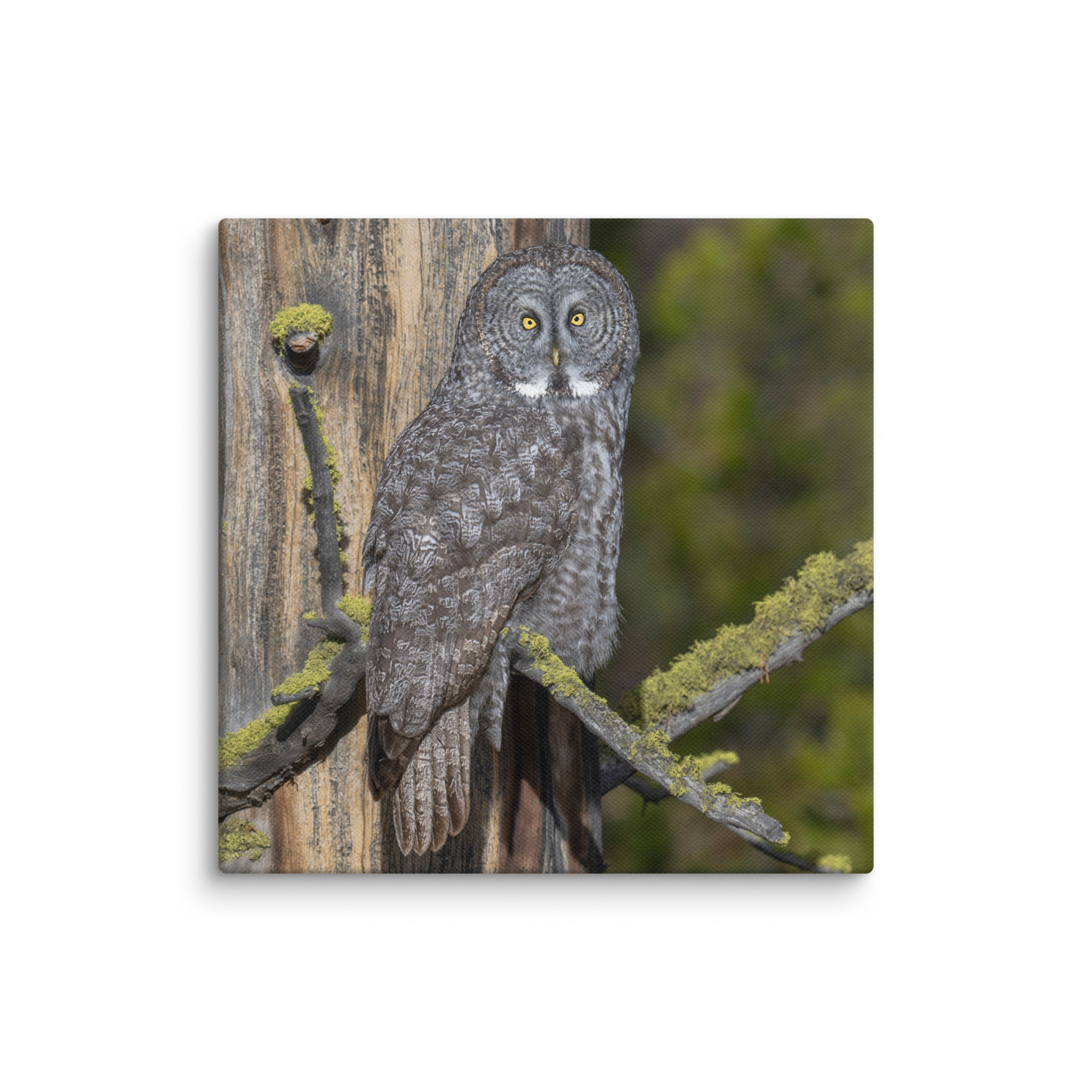 Great Grey Owl Basking in the Sun! Canvas - Image 14