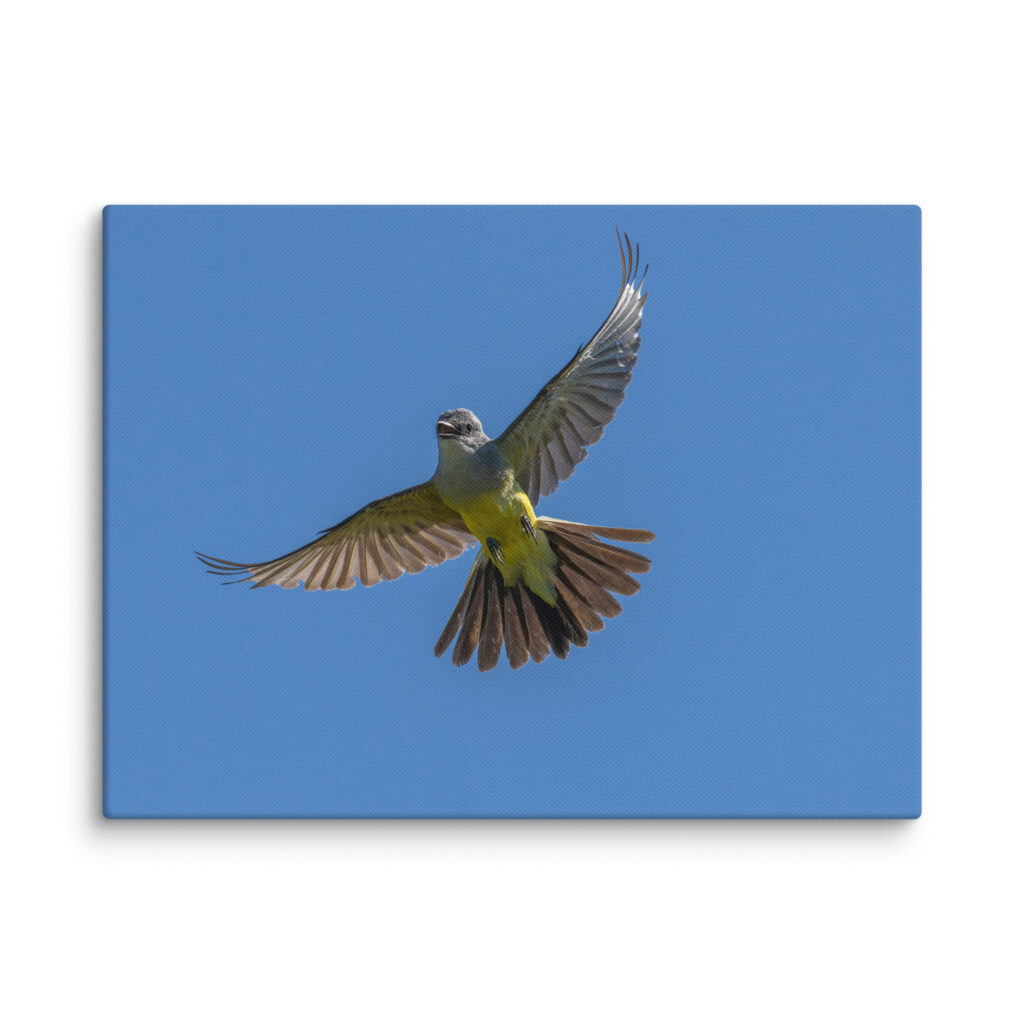 Western Kingbird Hovering Blue Sky! Canvas