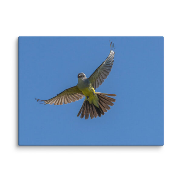 Western Kingbird Hovering Blue Sky! Canvas