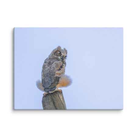 Baby Great Horned Owl! Canvas