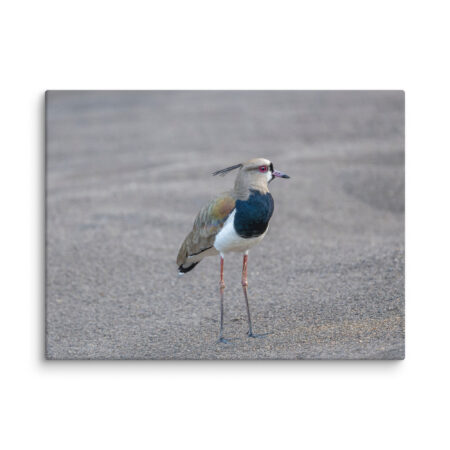 Southern lapwing! Canvas