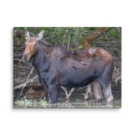 Portrait of a Mama Moose! Canvas