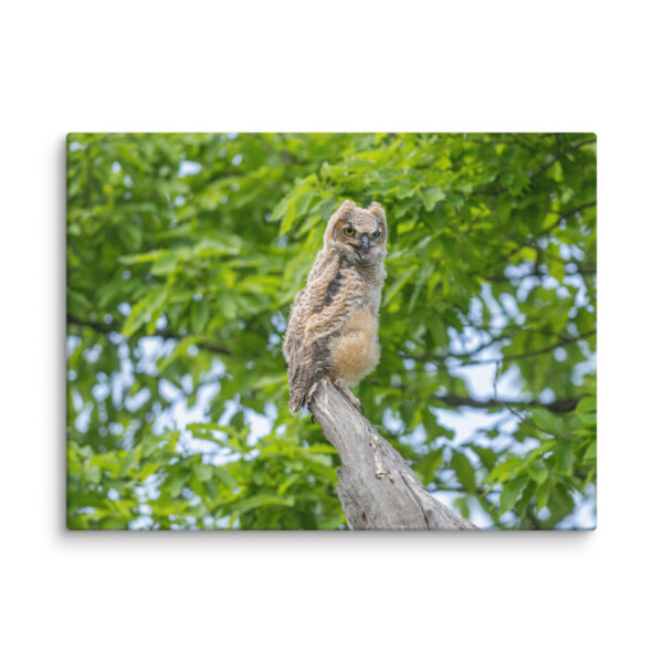 Baby Great horned owl! Canvas - Image 25