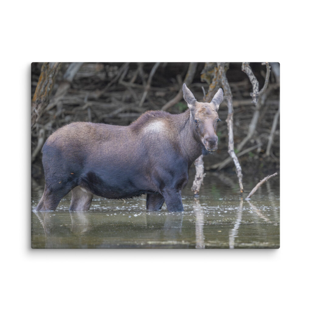 Baby Moose! Canvas