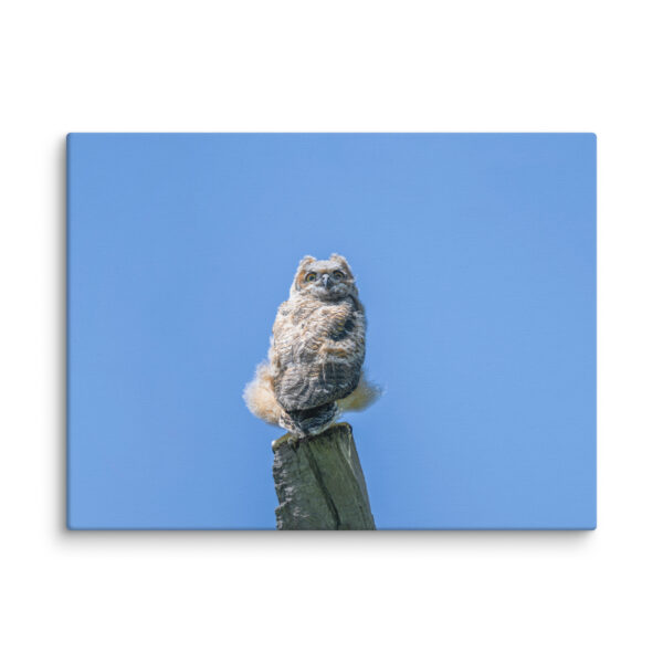 Baby Great horned owl! Canvas