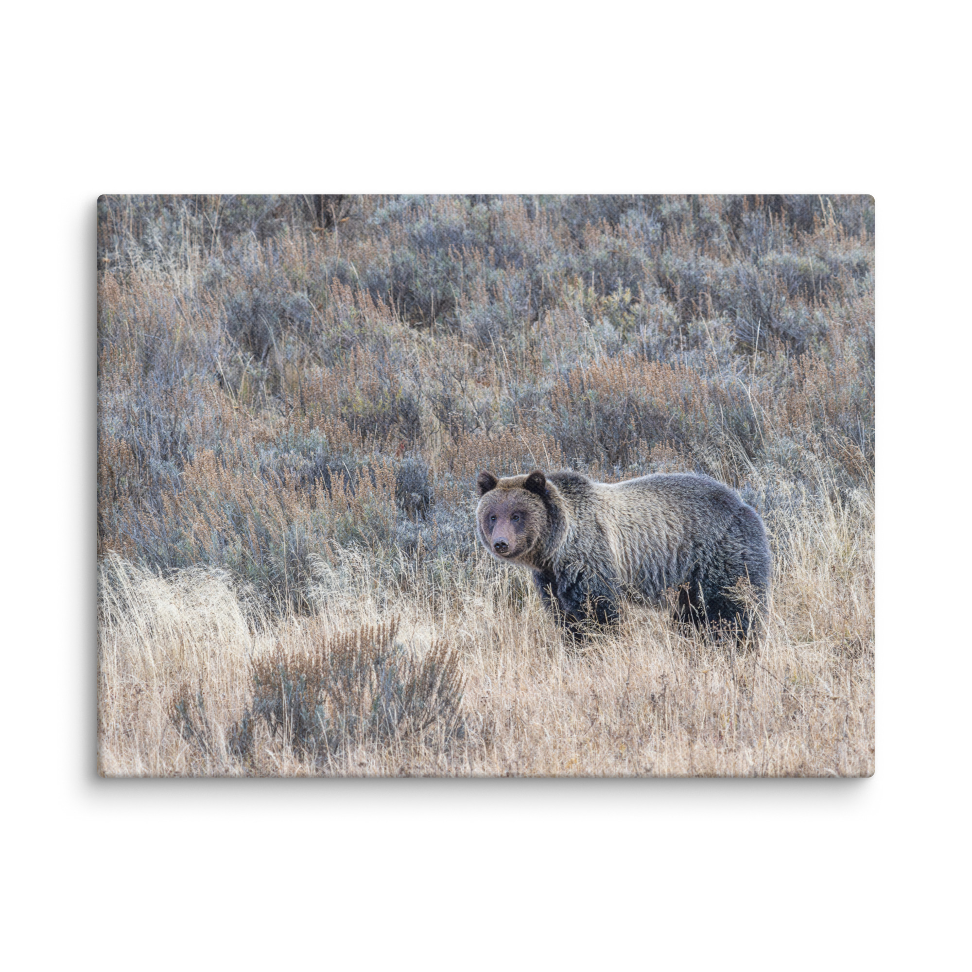 Grizzly bear! Canvas - Image 25