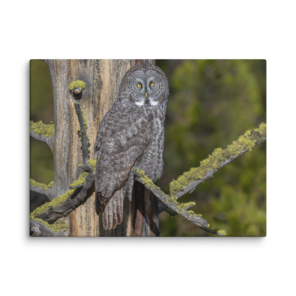 Great Grey Owl Basking in the Sun! Canvas