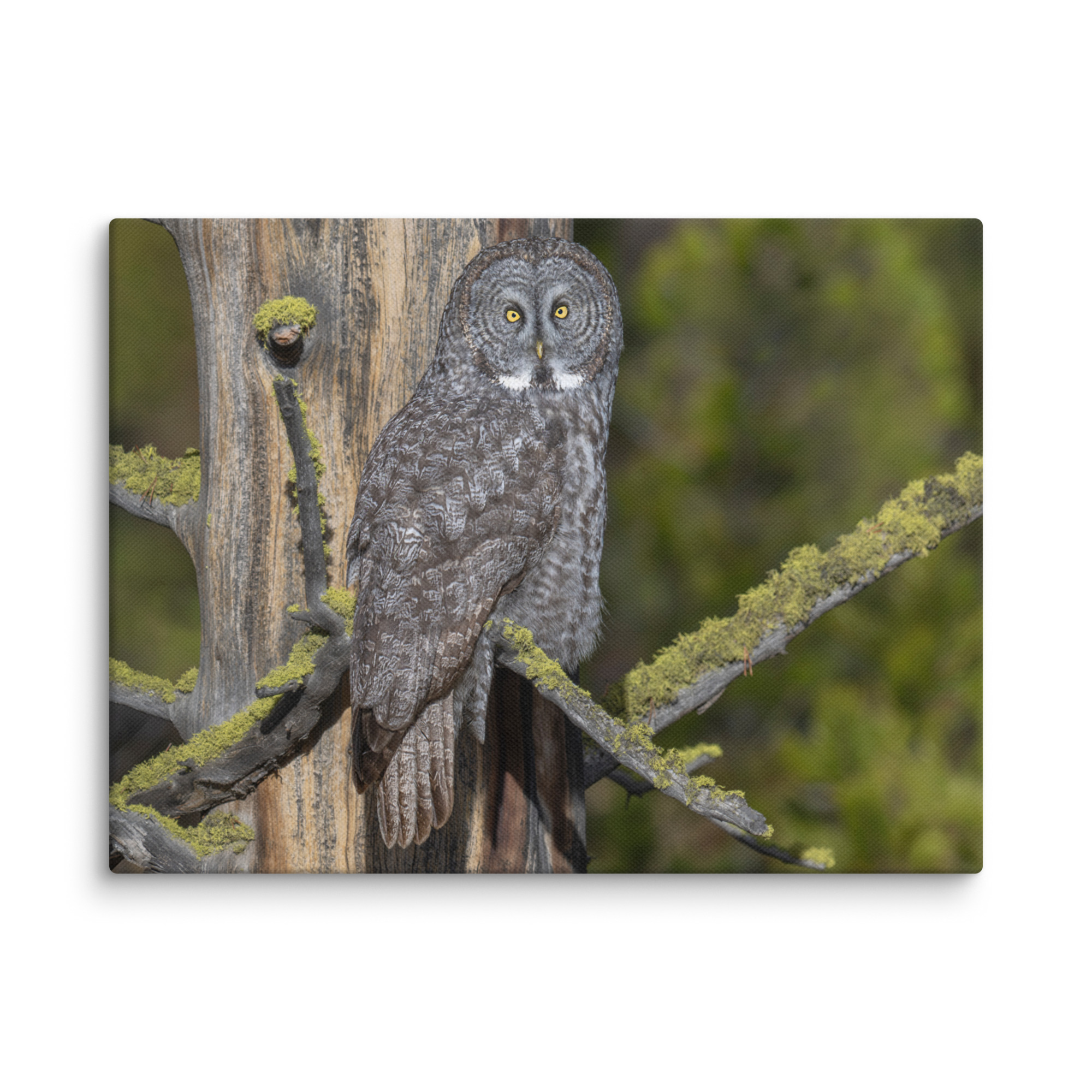 Great Grey Owl Basking in the Sun! Canvas
