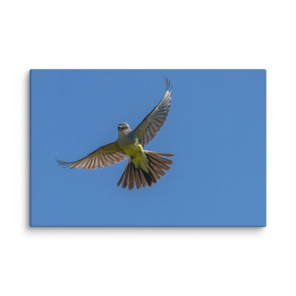 Western Kingbird Hovering Blue Sky! Canvas - Image 5