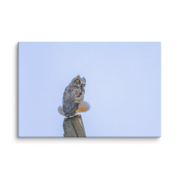 Baby Great Horned Owl! Canvas - Image 5
