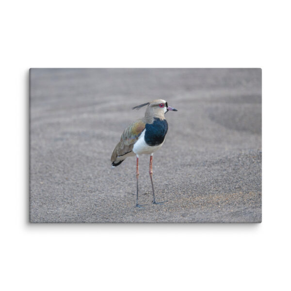 Southern lapwing! Canvas - Image 5