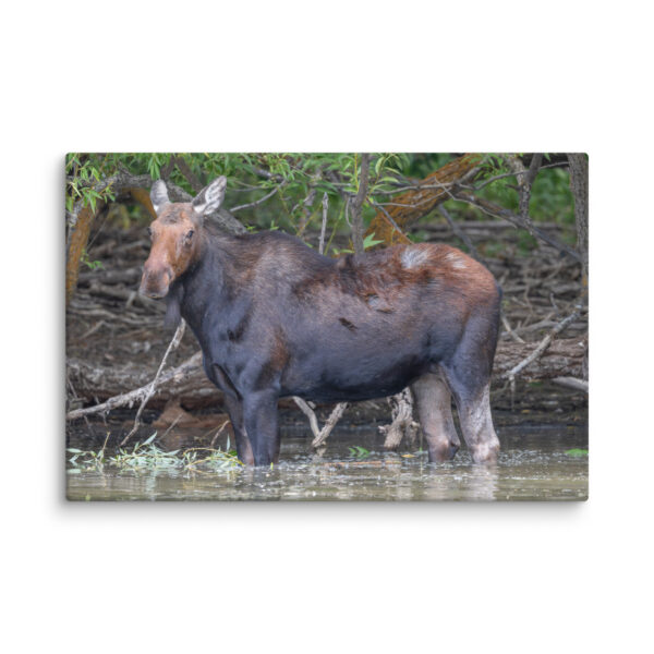 Portrait of a Mama Moose! Canvas - Image 3