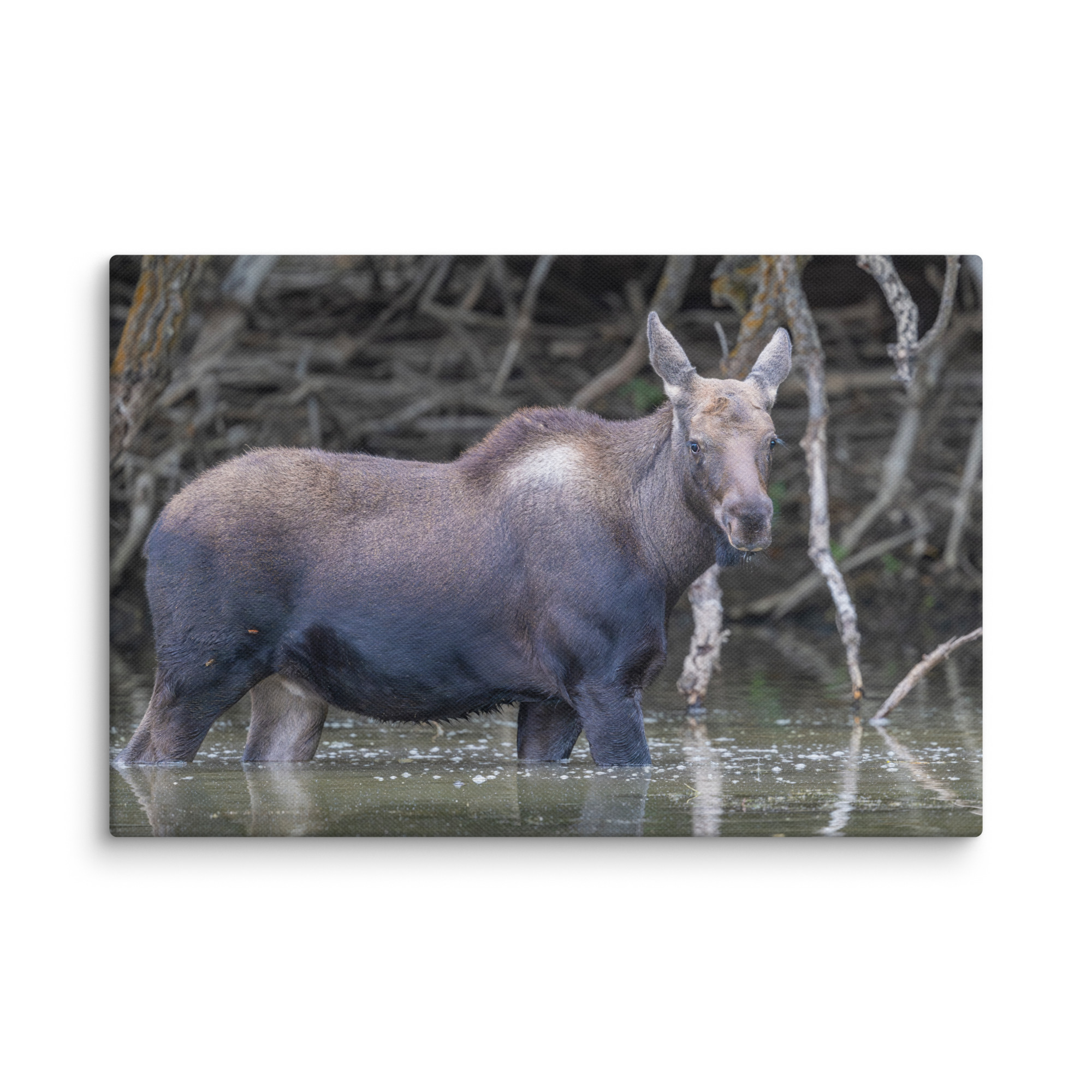 Baby Moose! Canvas - Image 4