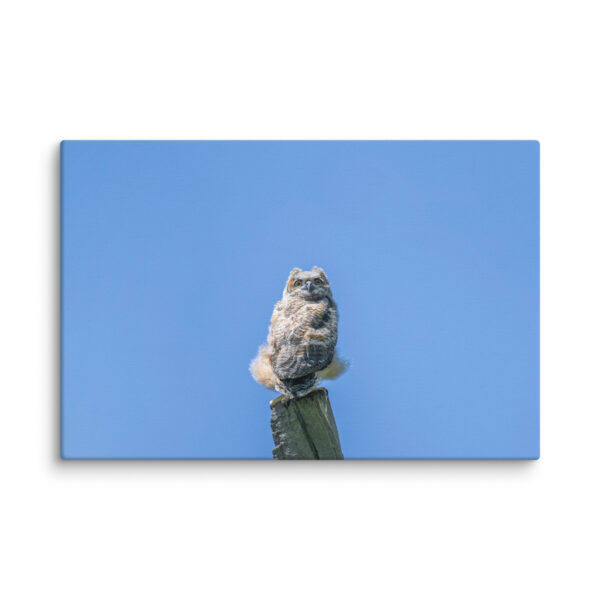 Baby Great horned owl! Canvas - Image 5