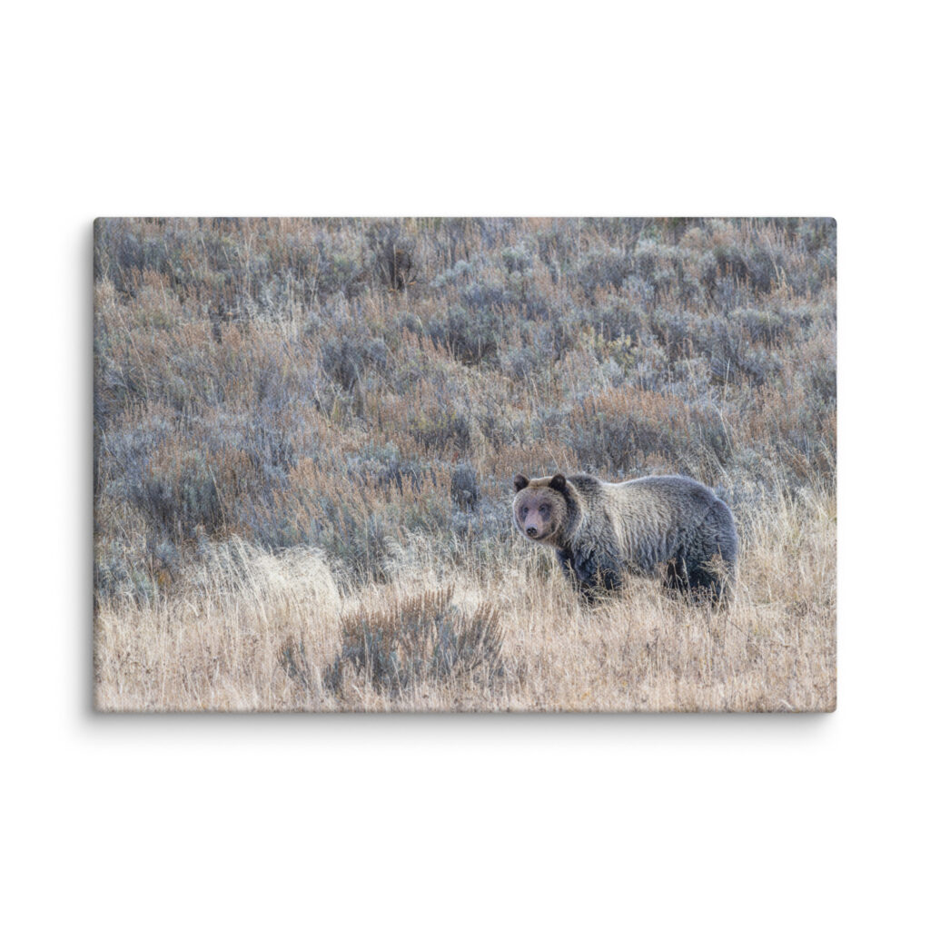 Grizzly bear! Canvas