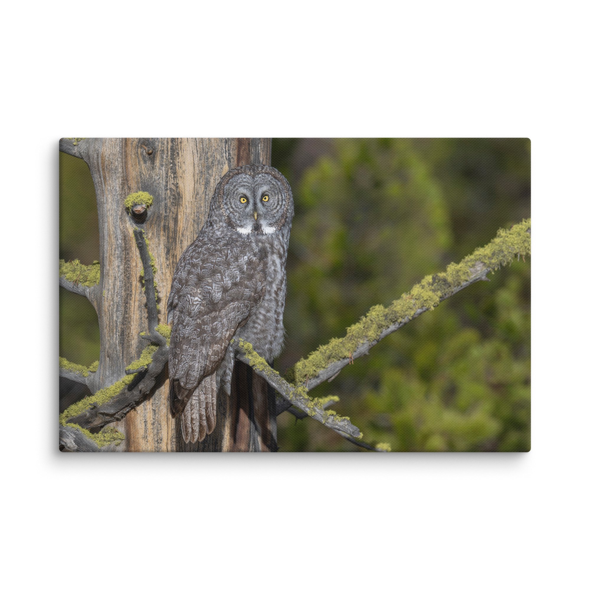 Great Grey Owl Basking in the Sun! Canvas - Image 3