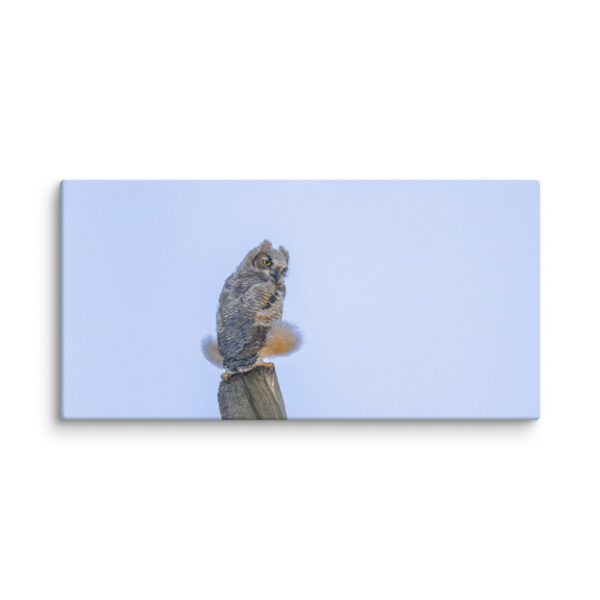 Baby Great Horned Owl! Canvas - Image 6