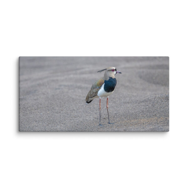 Southern lapwing! Canvas - Image 6