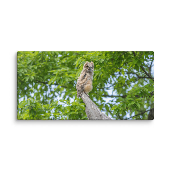 Baby Great horned owl! Canvas - Image 6