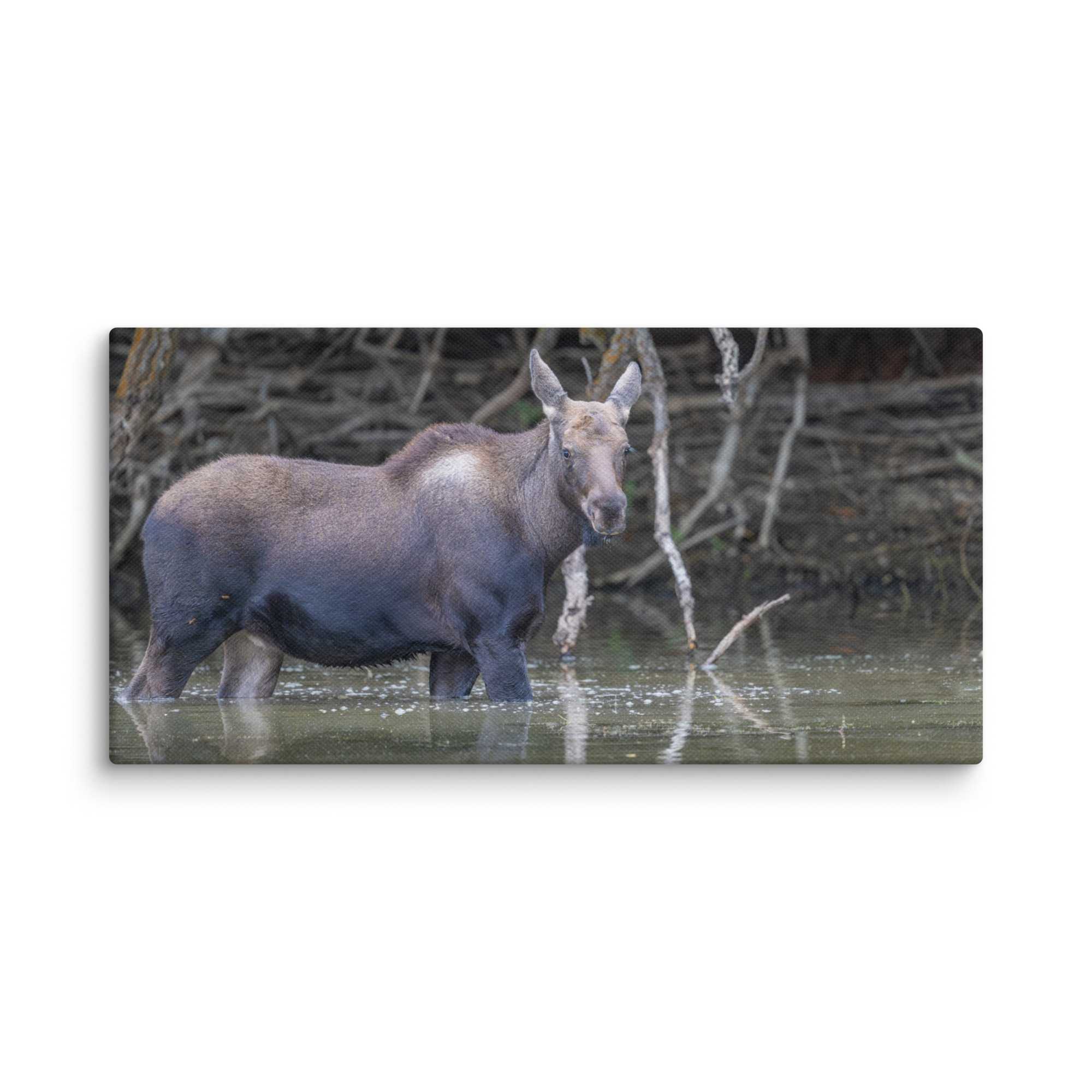 Baby Moose! Canvas - Image 5