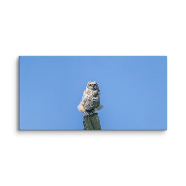 Baby Great horned owl! Canvas - Image 6