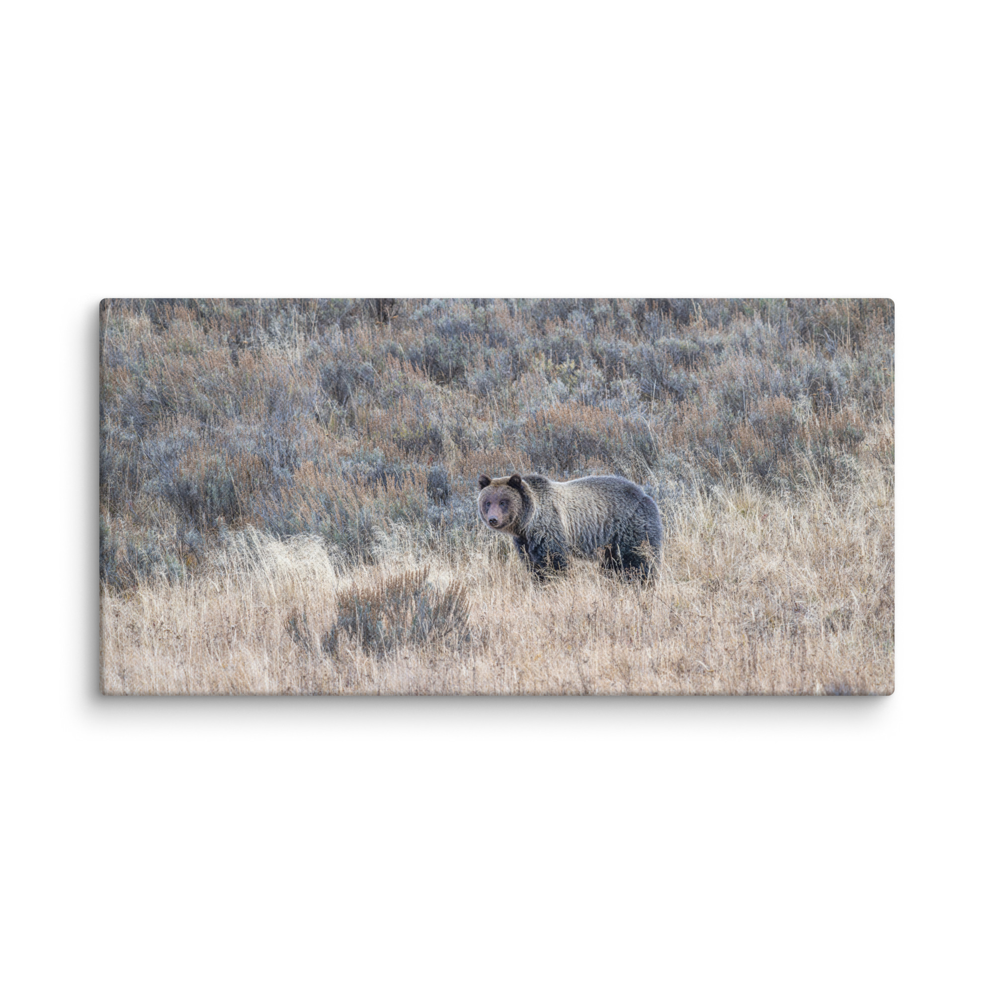 Grizzly bear! Canvas - Image 5