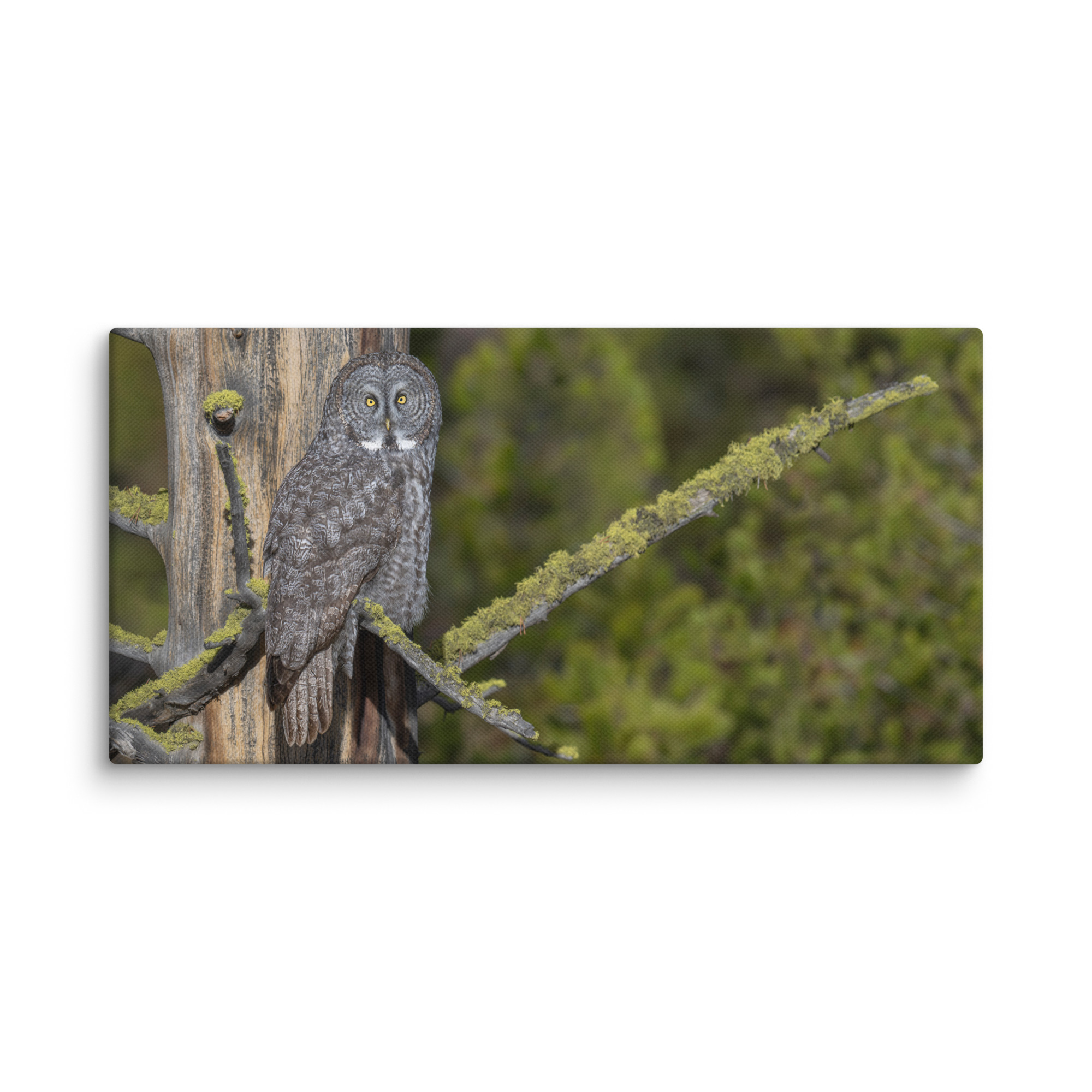 Great Grey Owl Basking in the Sun! Canvas - Image 4