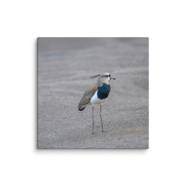 Southern lapwing! Canvas - Image 7